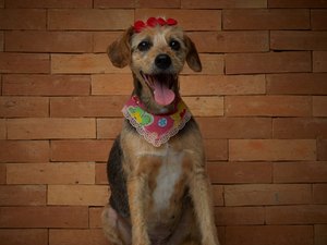 Campanha busca donos para animais abandonados em Maceió