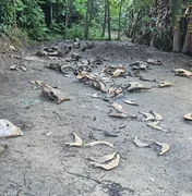 Matadouro clandestino com ossadas e restos de animais é encontrado em Joaquim Gomes