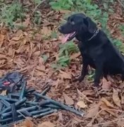 Polícia Militar apreende 10 armas artesanais enterradas em área de mata no Pontal da Barra