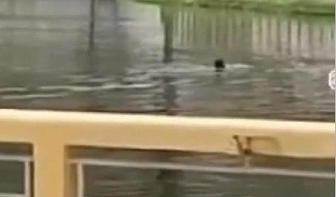 Homem mergulha em lago com dezenas de jacarés em Palmeira dos Índios