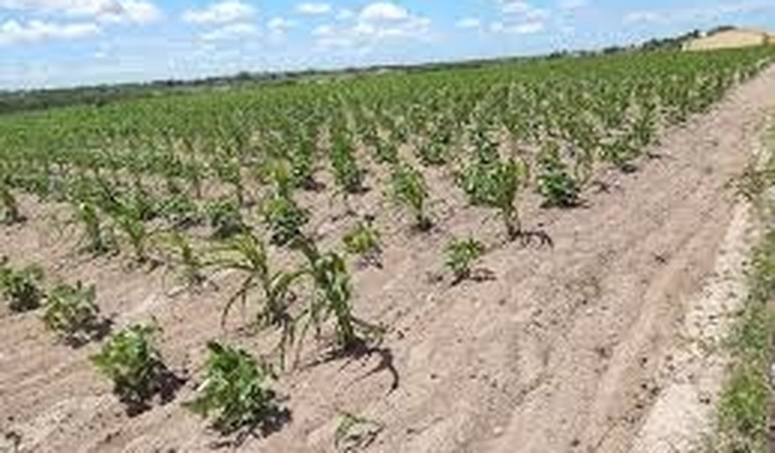 Seca será mais rigorosa em Alagoas em 2016