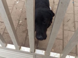 Moradores denunciam vizinho por maus tratos a animal