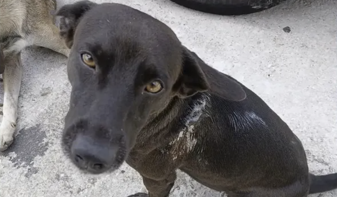 Cão comunitário esfaqueado em Maceió se recupera e caso é investigado pela Polícia Civil