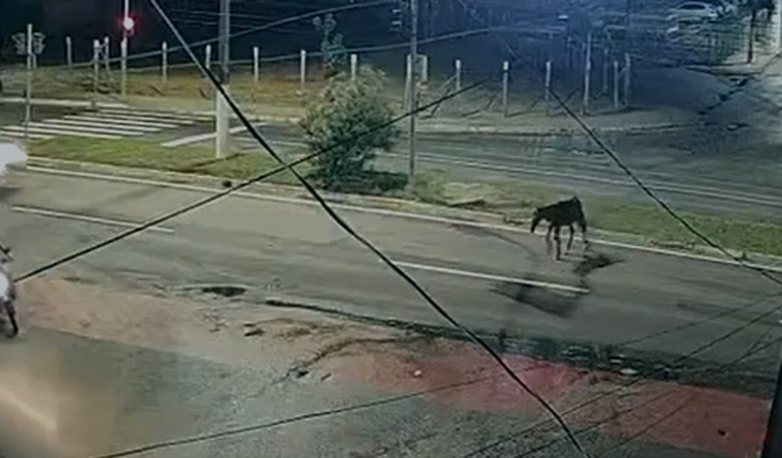 Cavalo solto na pista causa acidente na Avenida Josefa de Melo, em Maceió