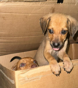 Polícia Civil investiga abandono de filhotes de cachorros no bairro da Serraria