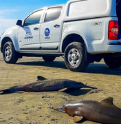 Golfinhos mortos no litoral de SP tinham lixo e material de pesca no estômago