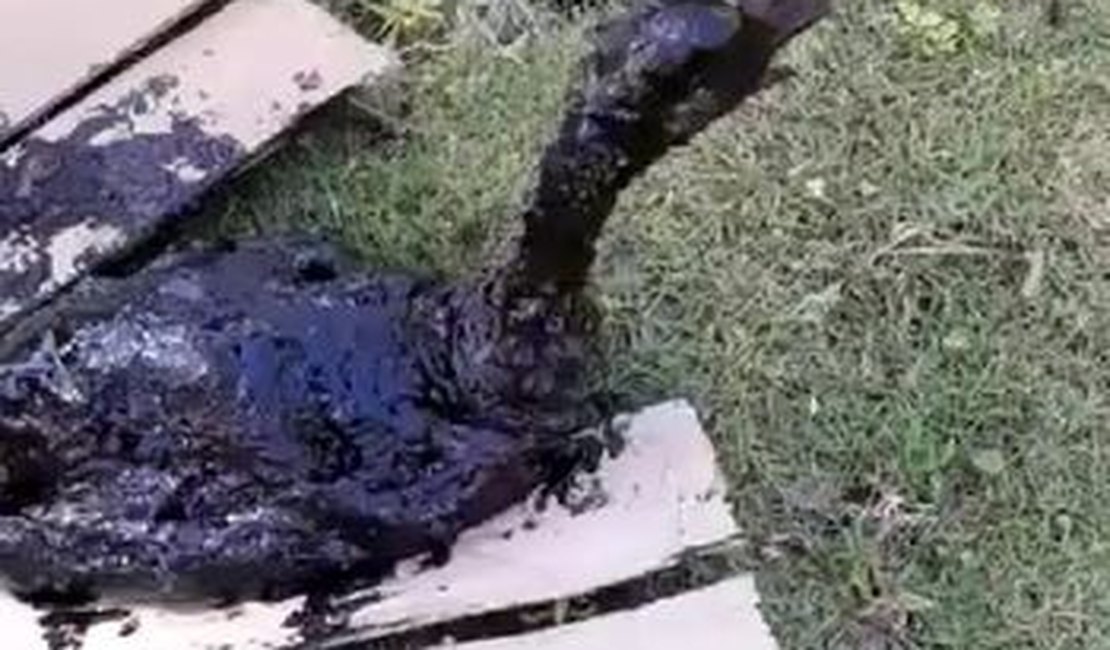 Ave é encontrada coberta por petróleo cru em Maragogi
