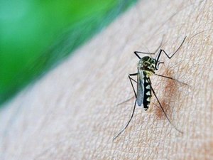 Unidades de Pronto Atendimento apontam crescimento de dengue em Maceió