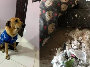 SP: cão rasga cama e revela que absorventes usados substituíam espuma