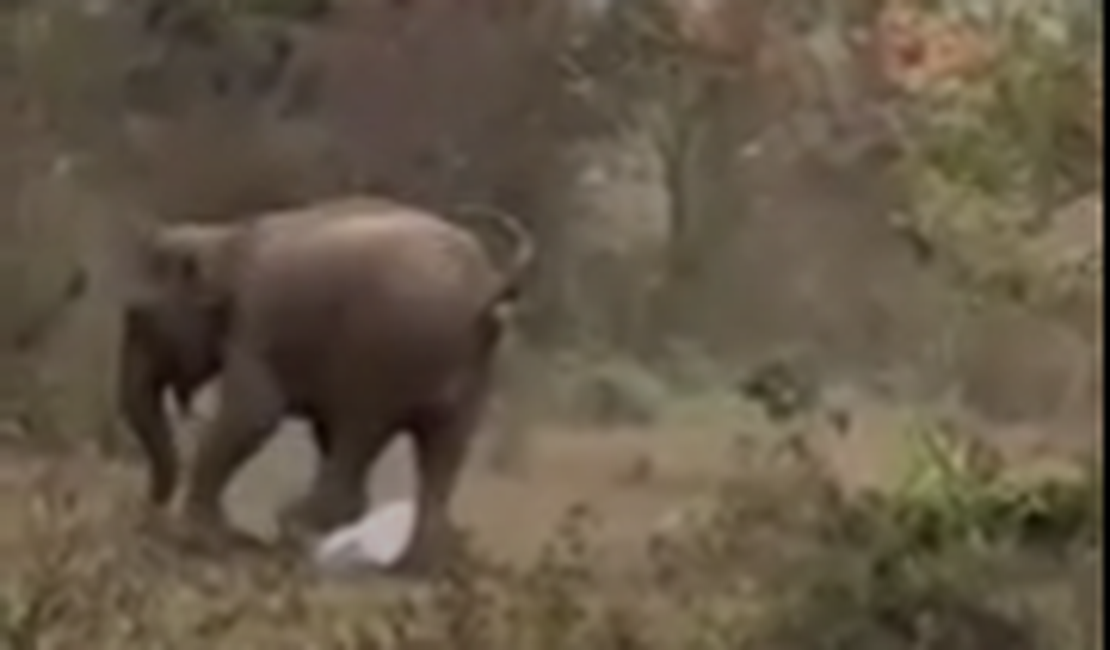 Homem sobrevive a ataque de elefante após ser pisoteado na Índia