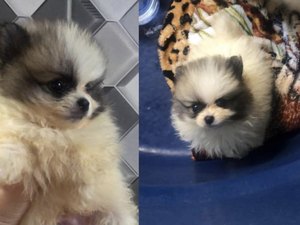 Cães de raça são furtados de van que faz linha Arapiraca-Maceió