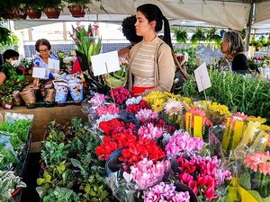 Maceió recebe a 15ª edição do Festival das Flores de Holambra nesta quinta-feira (2)