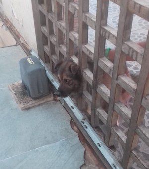Corpo de Bombeiros é acionado para resgatar cachorro preso em portão