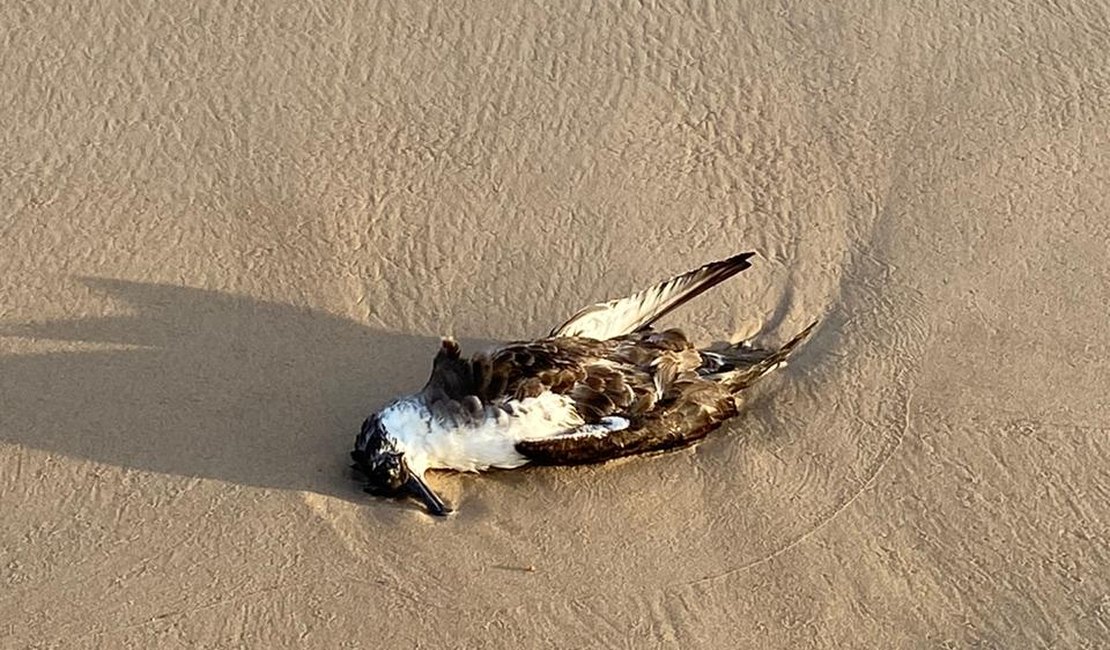 Pássaro marinho é encontrado morto na praia de Miai de Baixo, em Coruripe