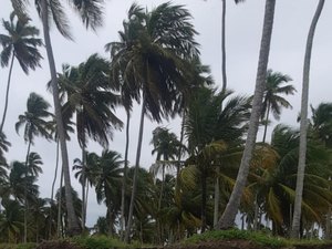 Defesa Civil de Alagoas reforça alerta de ventos fortes para os próximos dias