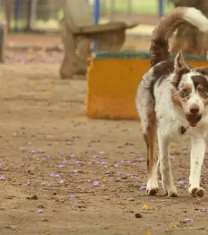 Exposição a multidões no carnaval traz riscos à saúde dos animais