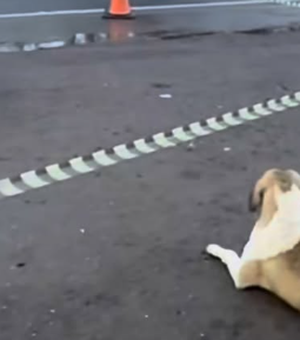 Cachorro permanece em rodovia em que tutora foi atropelada