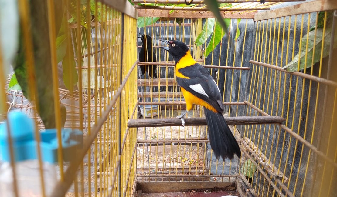 Mais de 300 aves são resgatadas em operação na zona da mata