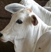 Iniciada a primeira etapa de vacinação contra a brucelose