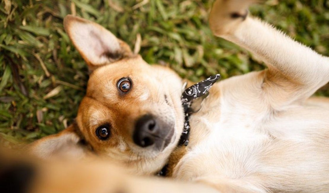 Prefeitura de Maceió realiza Feira de Adoção Animal, neste sábado (31)