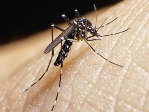 Sesau discute zika vírus e microcefalia com gestores municipais de saúde