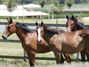 Criminosos usam até cavalos para praticar roubos em Arapiraca