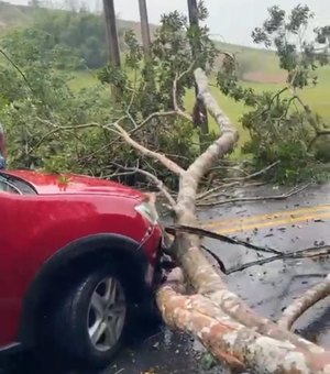 Árvore cai na AL 465 e atinge carro em Porto Calvo