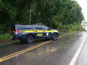 Queda de árvore causa interdição na BR 101, em Junqueiro