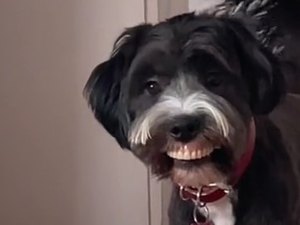 [Vídeo] Cão viraliza ao roubar dentadura e exibir novo sorriso
