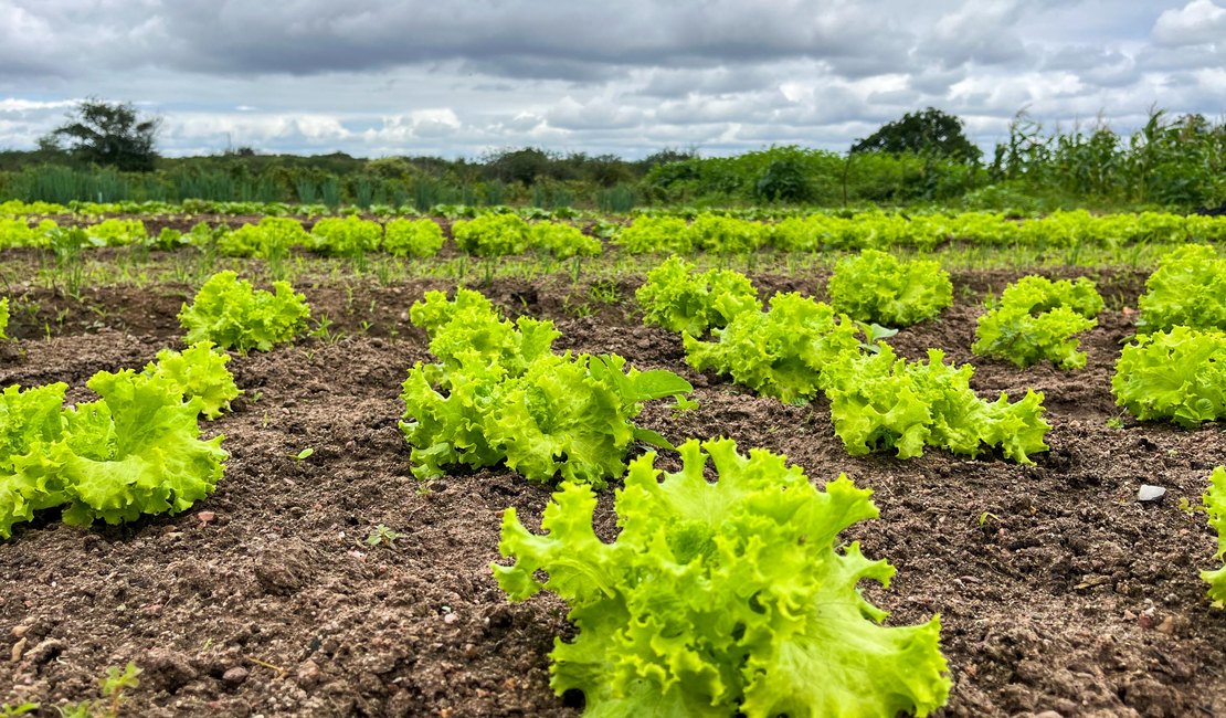 Governo fortalece programas e beneficia mais de 60 mil agricultores familiares em Alagoas