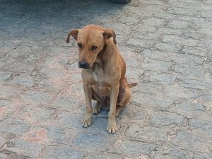 Moradora de Chã de Bebedouro pede ajuda para animais abandonados