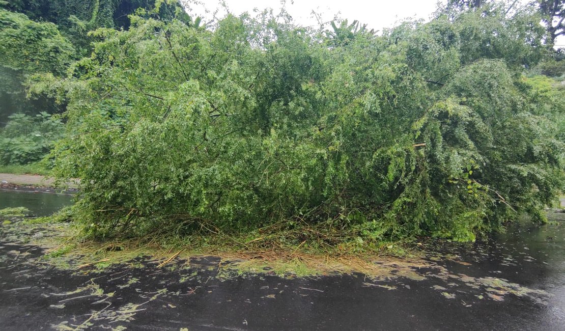 Após chuvas, árvore cai e interdita parte da Avenida Leste-Oeste