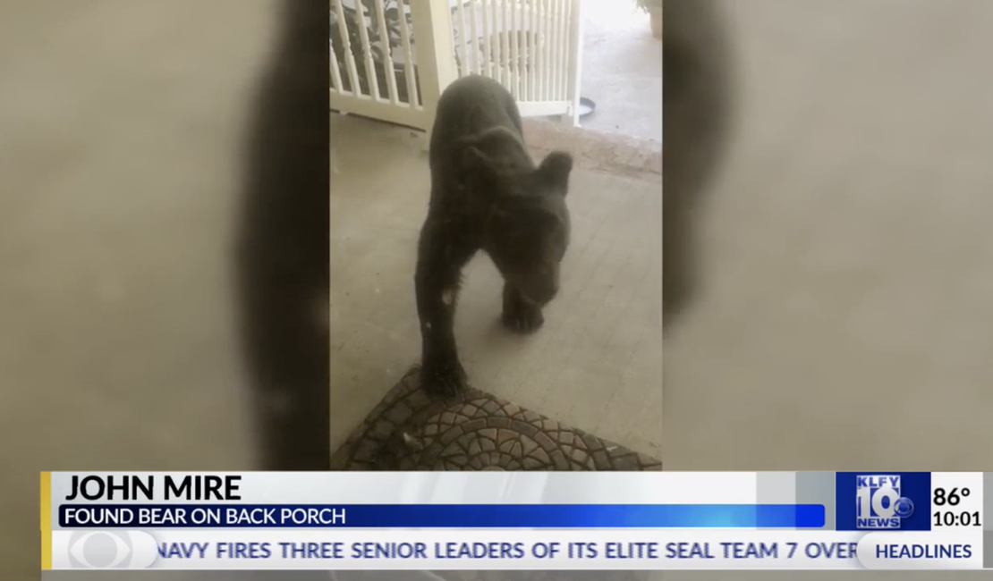 Urso invade casa, brinca com cadeira de balanço e assusta morador nos EUA
