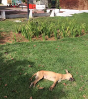 Cachorros supostamente envenenados são encontrados mortos na área central de Arapiraca