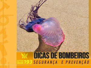 Bombeiros dão dicas de prevenção para evitar acidentes com caravelas