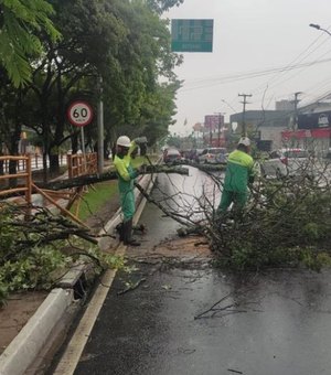 Prefeitura de Maceió intensifica poda de árvores em toda a capital
