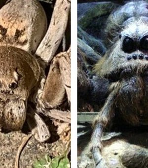 Aranha encontrada em jardim chama atenção de fãs por semelhança com criatura de 'Harry Potter'