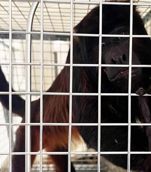 Macaco bugio, capturado em Satuba, apresenta boas condições de saúde