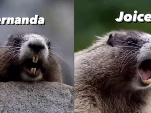Meme da marmota gritando nomes faz brasileiros ganharem dinheiro