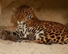 Ecopark de Alagoas celebra nascimento de seis filhotes de onça-pintada em cativeiro