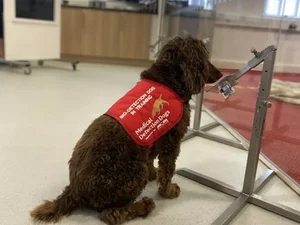 Cachorros são treinados para sentir o cheiro da Covid-19 em assintomáticos