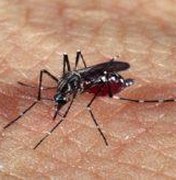 Casos notificados de Dengue se aproximam dos 20 mil em Alagoas