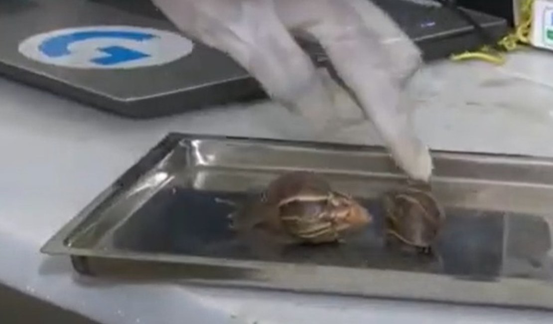 Biólogo alerta sobre infestação de caramujos em Maceió