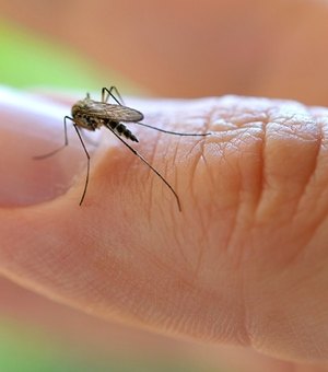 Fiocruz identifica mosquito comum com potencial de transmissão do vírus Zika