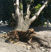 [Vídeo] Árvore cai em cima de ponto de ônibus em Arapiraca
