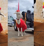 Cabrita passeia de coleira, convive com cães e gatos e vira celebridade no interior de SP
