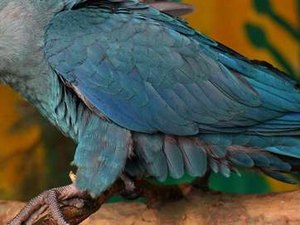 Brasil e Alemanha assinam acordo para repatriar ararinhas-azuis