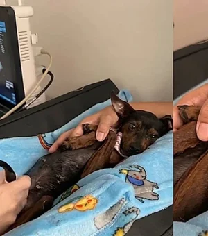 Veterinário segura patinhas de cadela para dar conforto durante exame