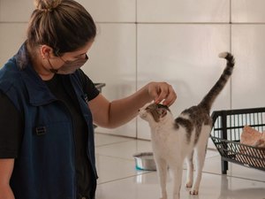 Gabinete da Causa Animal cria Central de Animais Achados e Perdidos