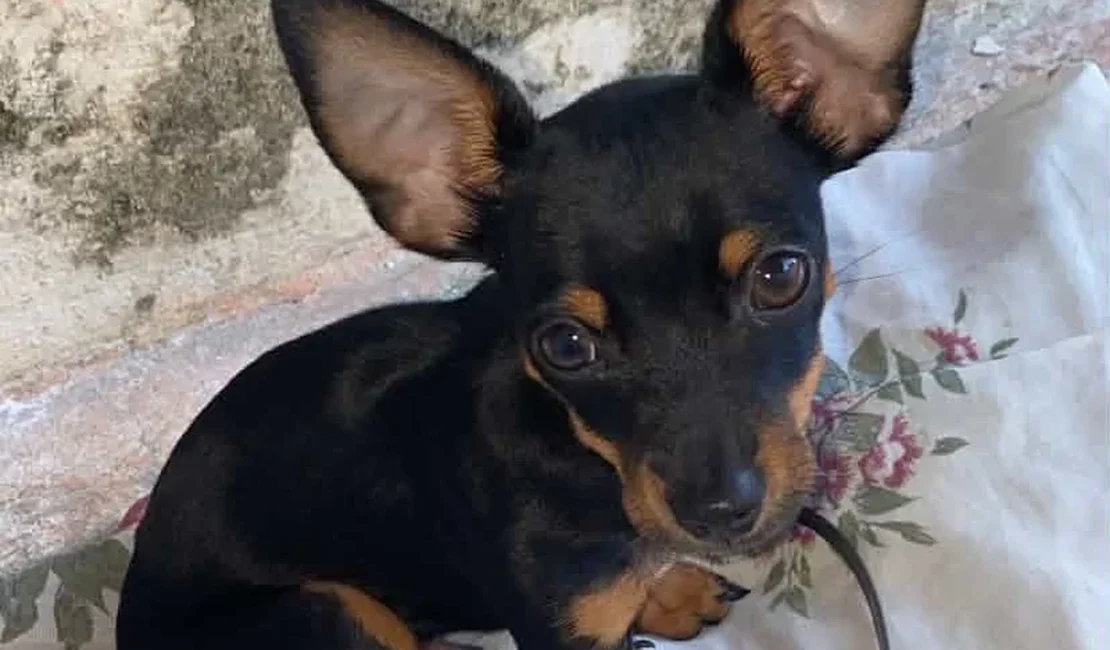 Delegado Leonam faz apelo para localizar cachorro desaparecido em Arapiraca